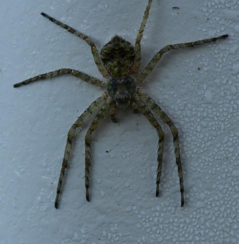 Réf. 293 355 : Philodromus buxi